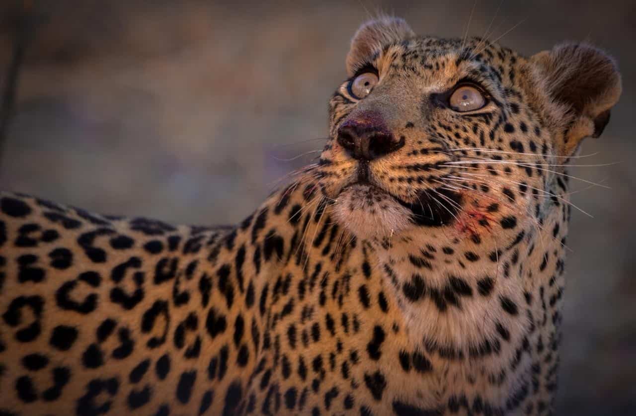 8 Things You Didn’t Know About Leopards