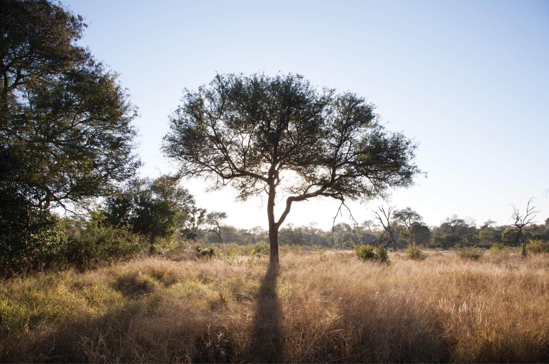 My journey to becoming a Bushbuck Mother