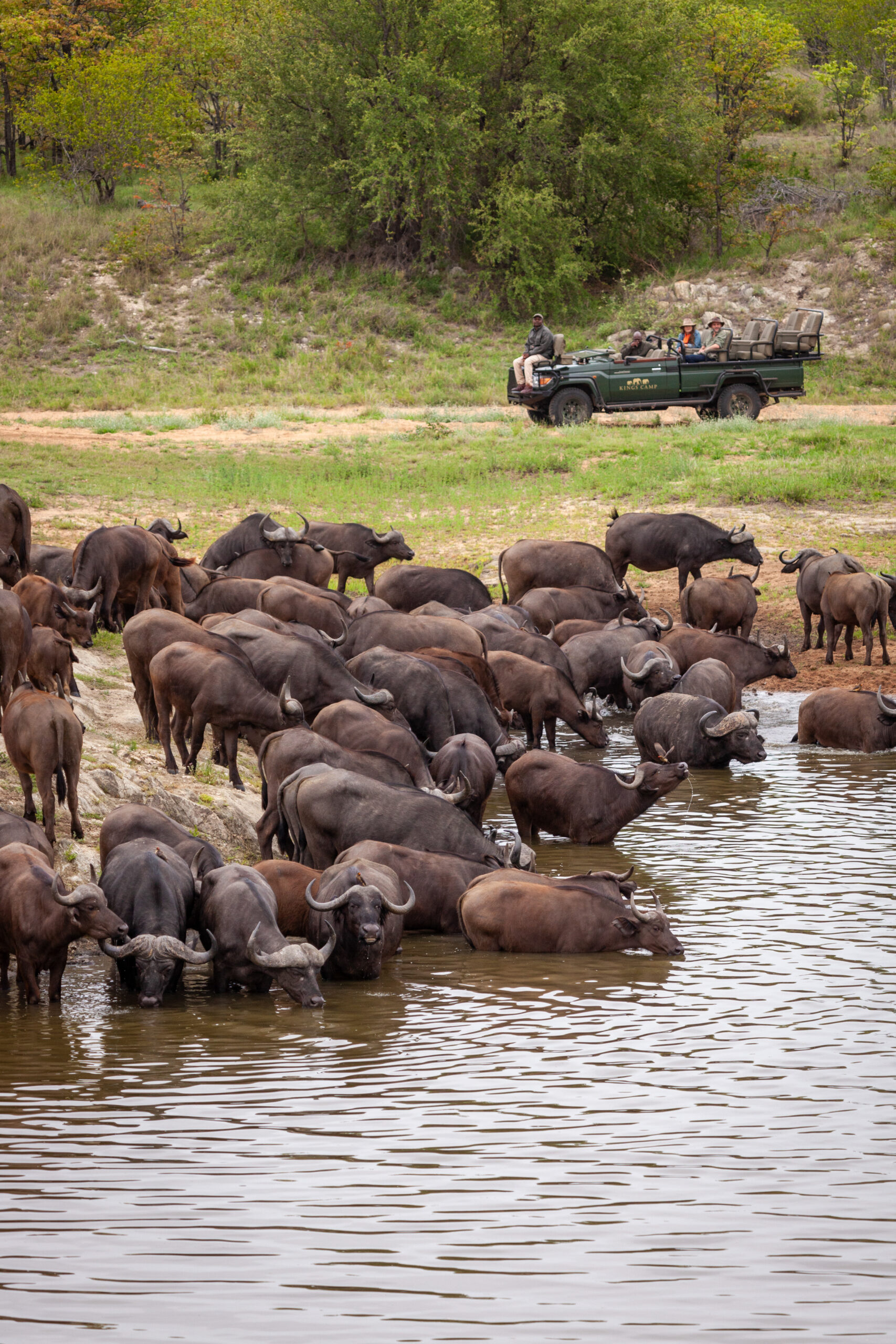 Collective Nouns of the Bush