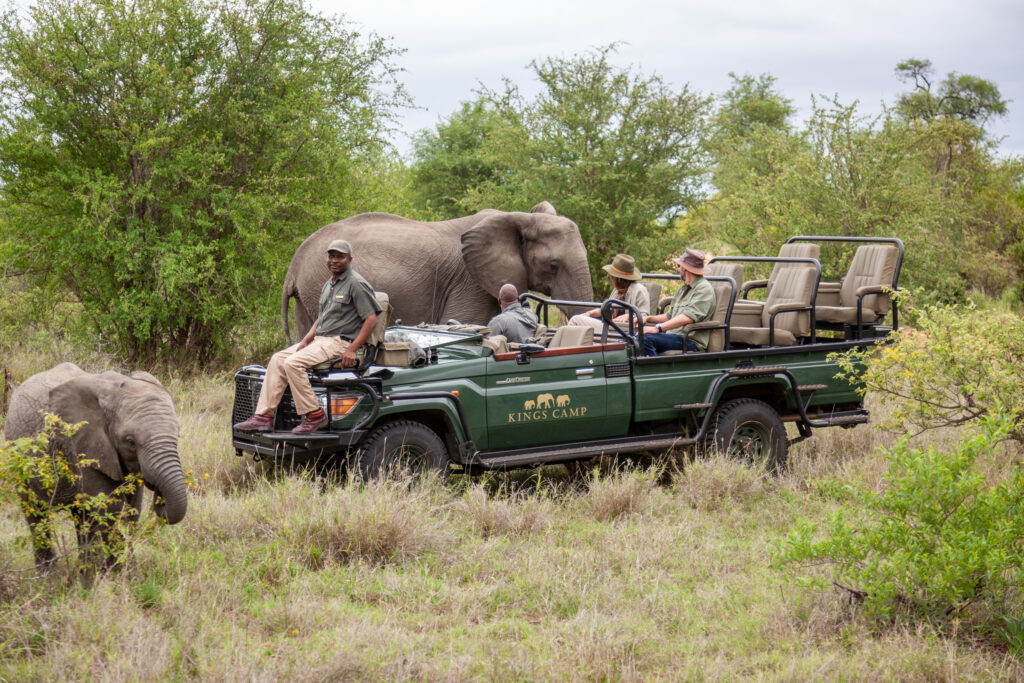 Kruger vs Madikwe | Kruger National Park Safari | Kings Camp