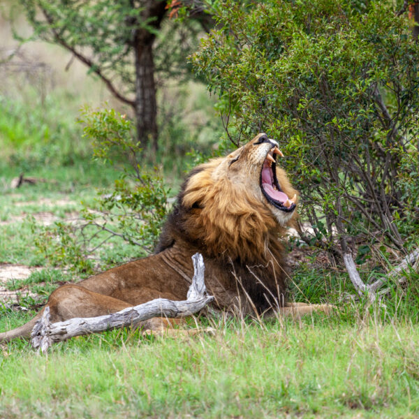 kruger national park animals