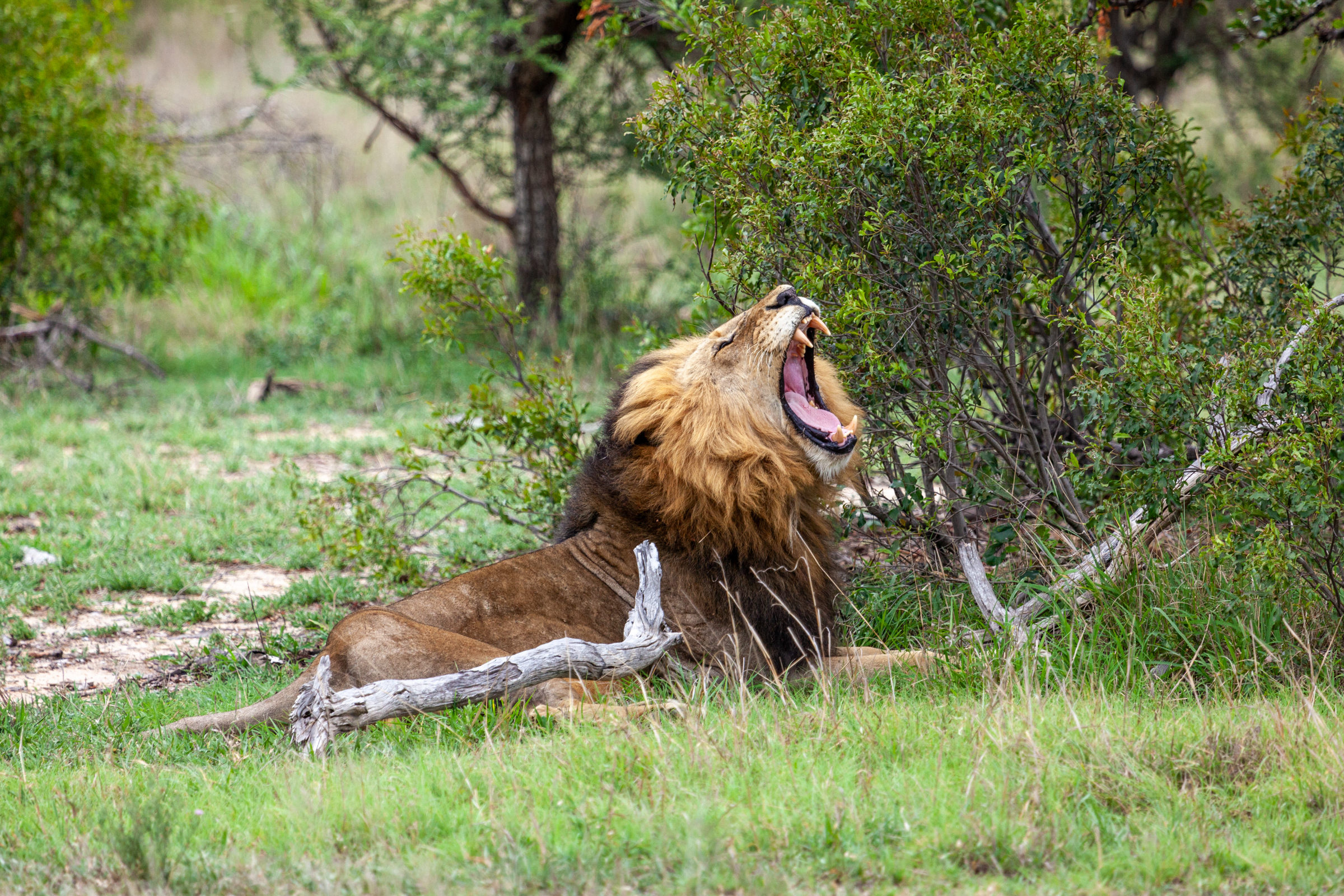 Timbavati Wildlife Checklist