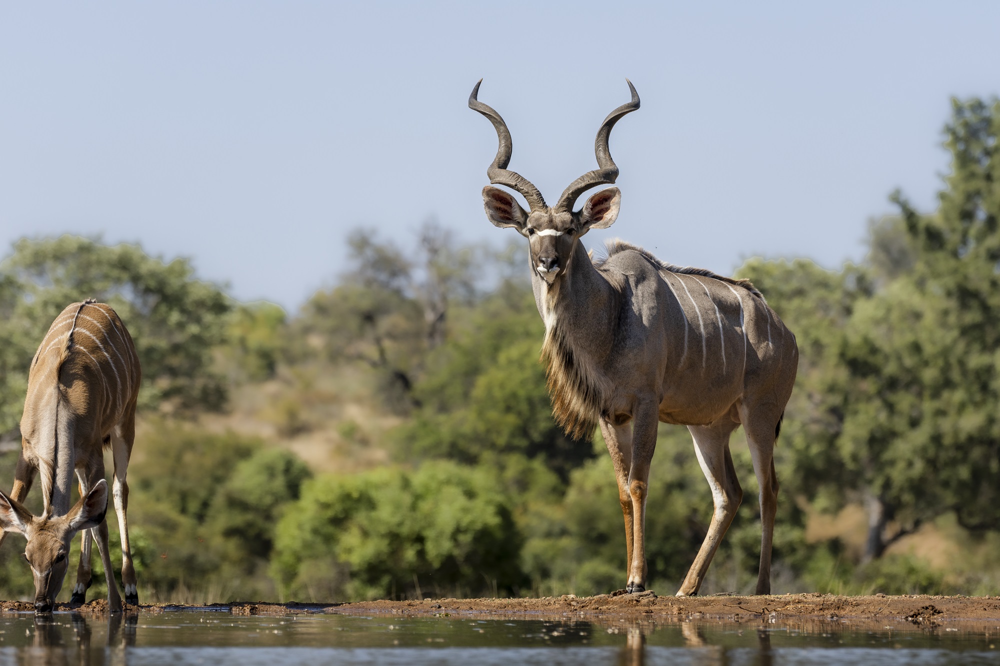 Updates from Kings Warren Wildlife Hide