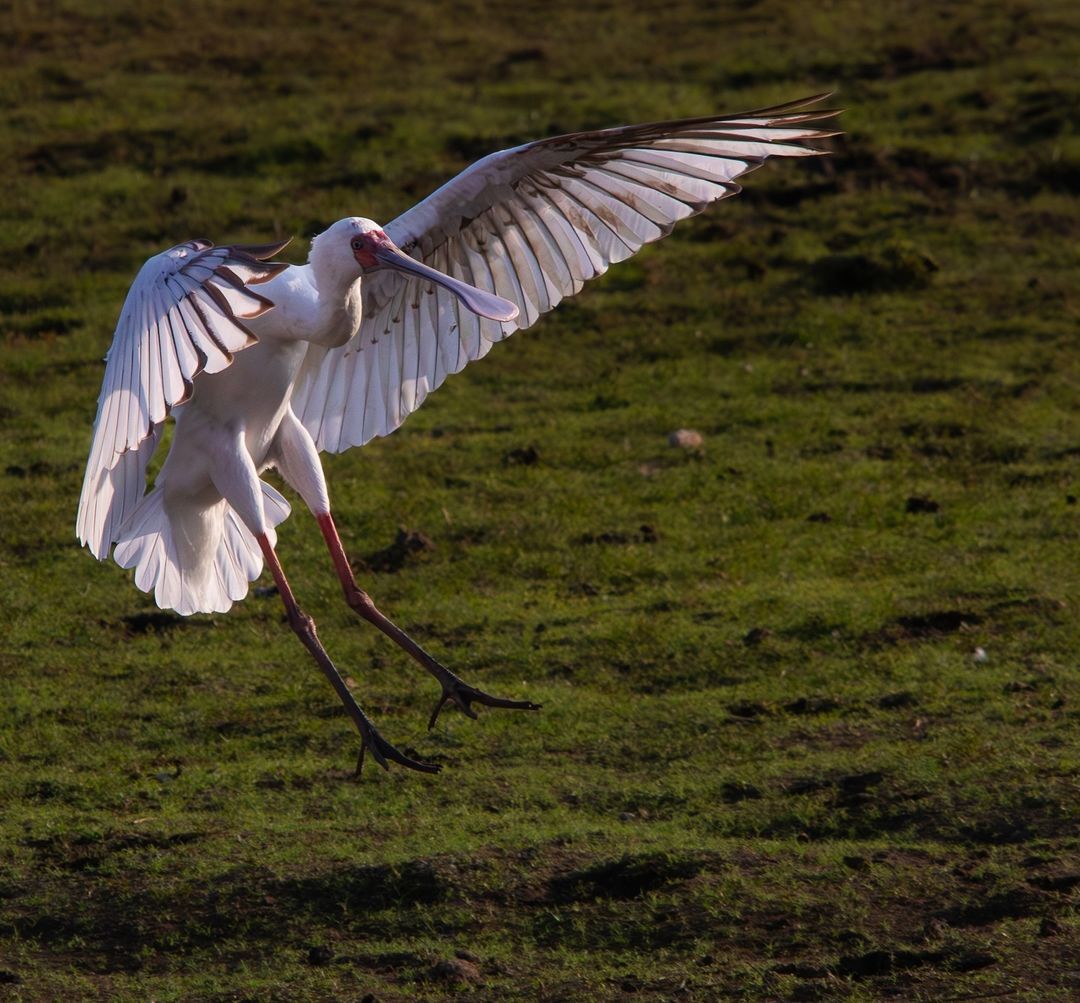 Birding at Kings Camp